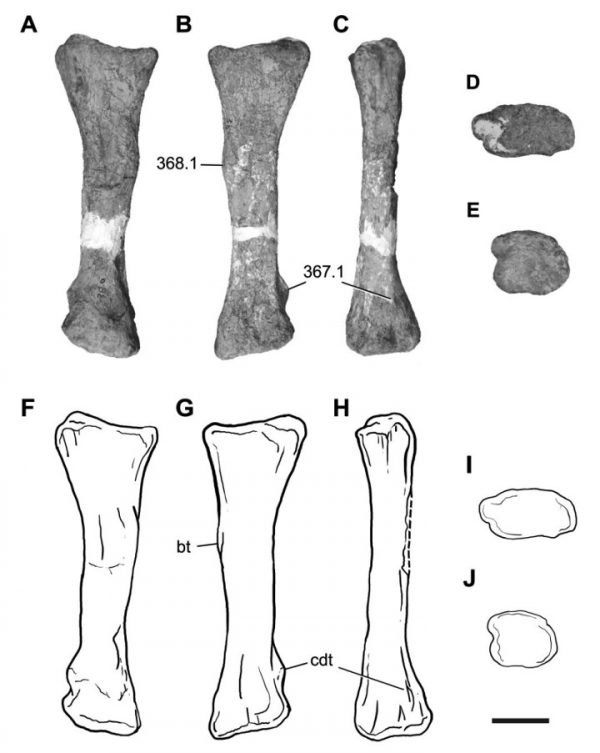 A new species of dinosaur is discovered in South Africa | MEF