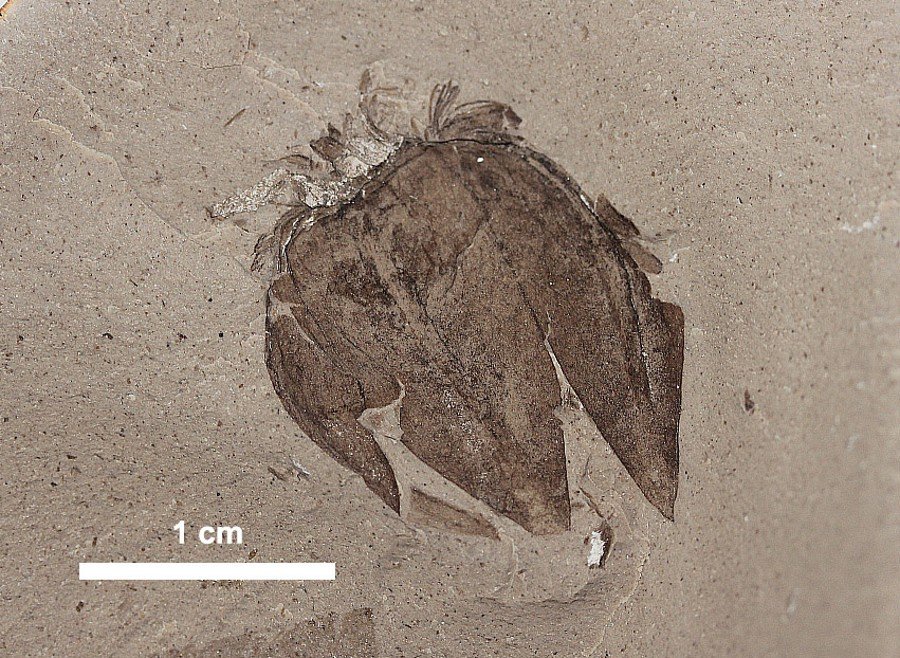 Some fossils found in Chubut bring answers on the origin of the tomato’ family.