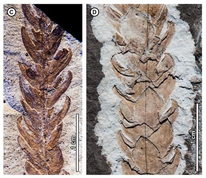 Araucaria huncoensis