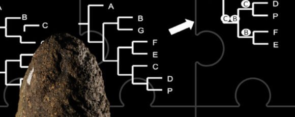 Una nueva herramienta que permite ubicar especies fósiles en el árbol de la vida