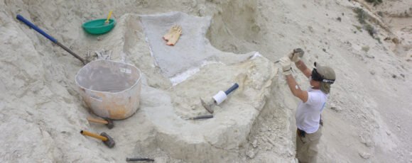 Nueva especie de tortuga marina gigante de 20 millones de años hallada en Patagonia