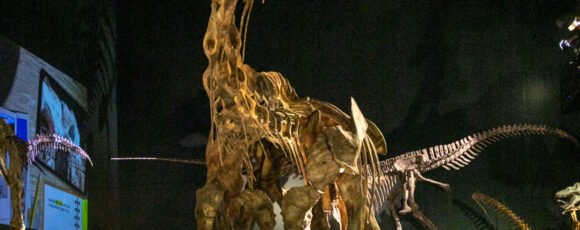 El Mef celebra un año de su reinauguración con una promoción especial