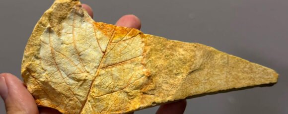 Plantas de ayer y hoy: Una jornada abierta para descubrir la historia verde de patagonia